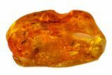 Detailed Fossil Winged Aphid and Two Flies in Baltic Amber #163468-4